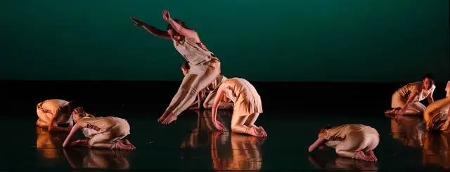 Springbok